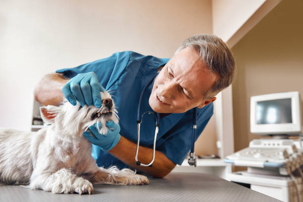 Best Broken or Chipped Tooth Repair in Hollandale, MS